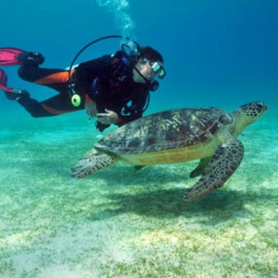 Tarifa Scuba Diving Giant Sea Turtles