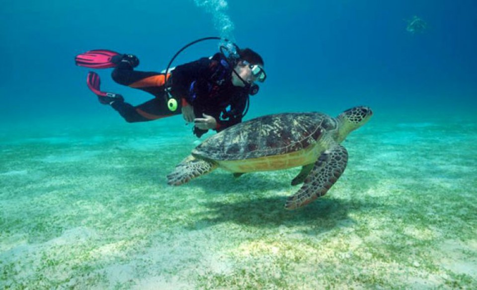 Tarifa Scuba Diving Giant Sea Turtles